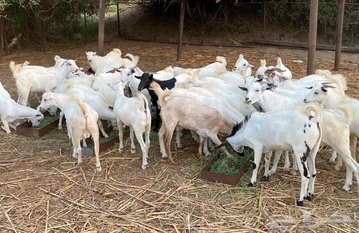 تيوس شحم ولحم 1