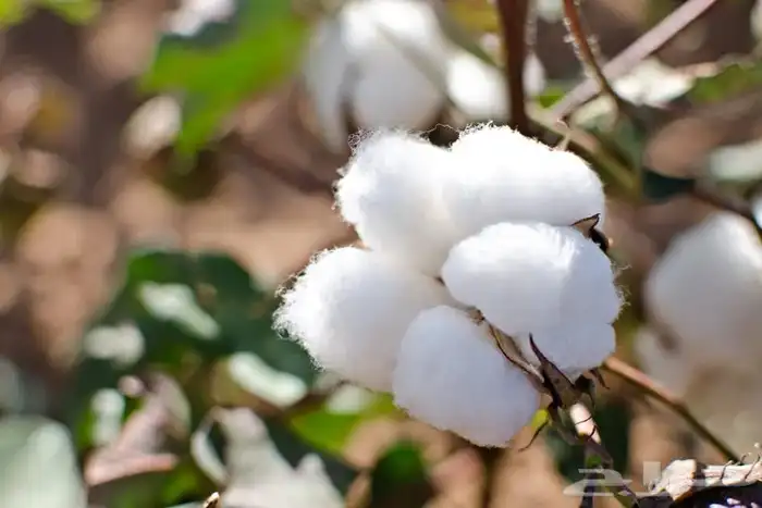 بذور قطن ملكي فاخر 0