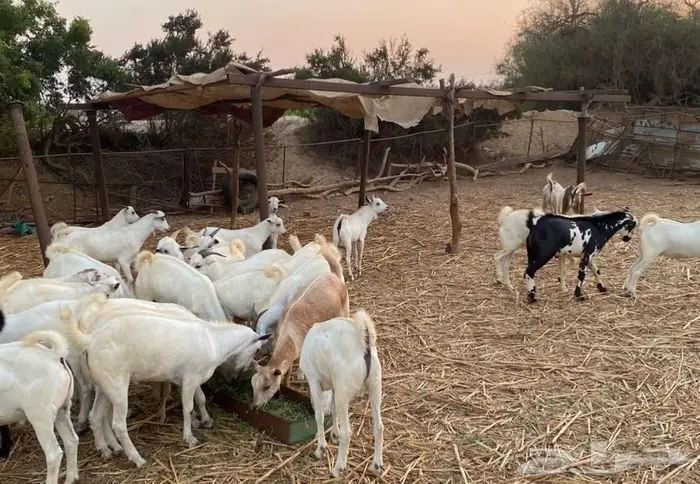 تيوس شحم ولحم 2