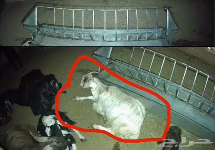 معزا مضاريع 0