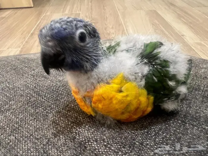 فرخ لوري رينبو ( تم البيع الله يبارك لراعيه ) 0