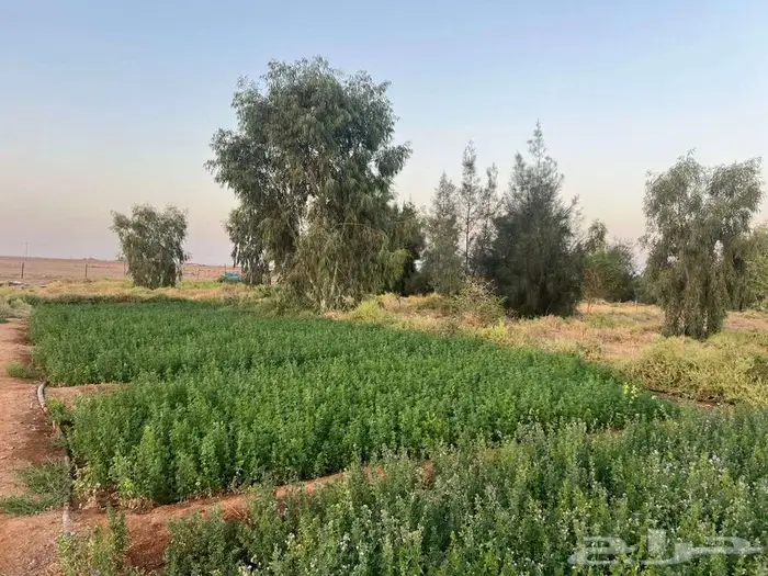 مزرعة للبيع 18