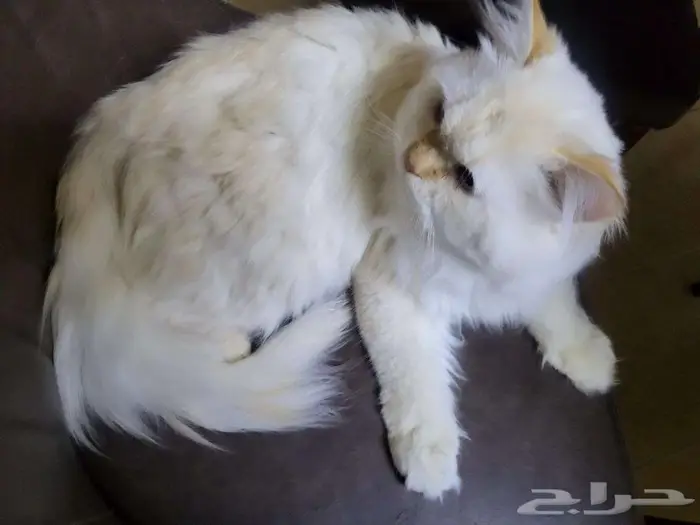 قطط للتبني 1