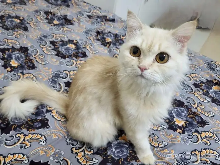 قطط للتبني 4