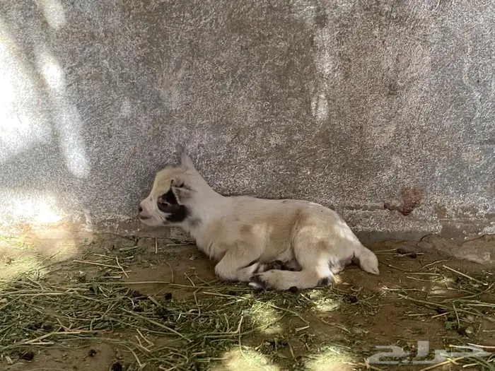 ماعز قزم تحتها جفرتين 8