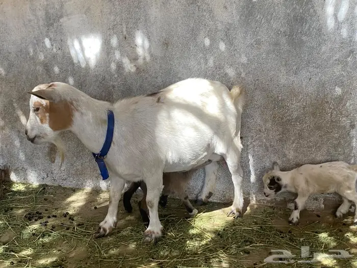ماعز قزم تحتها جفرتين 10