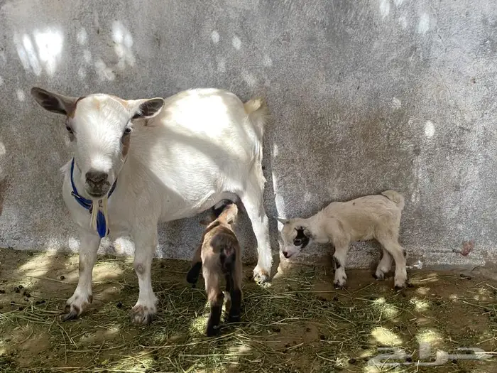 ماعز قزم تحتها جفرتين 11