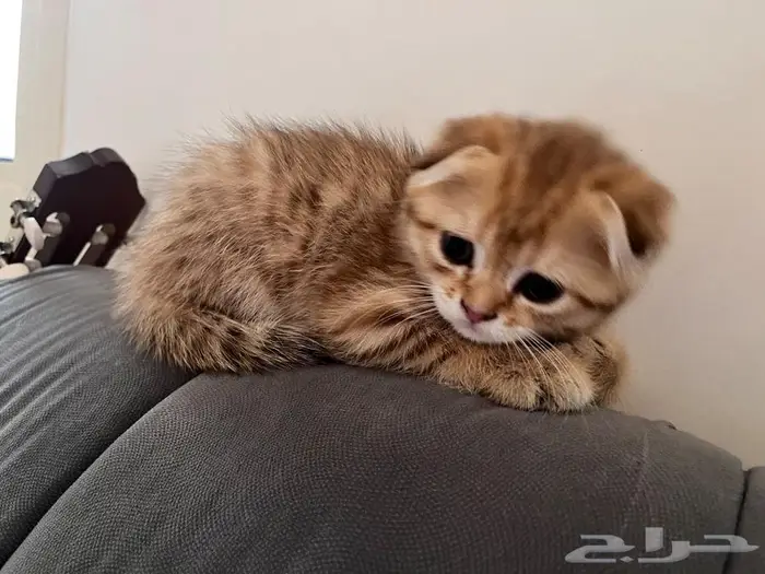 إستمارة بيع قط 2