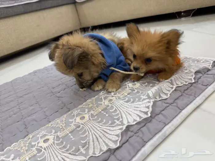 كلب ملتيز 10