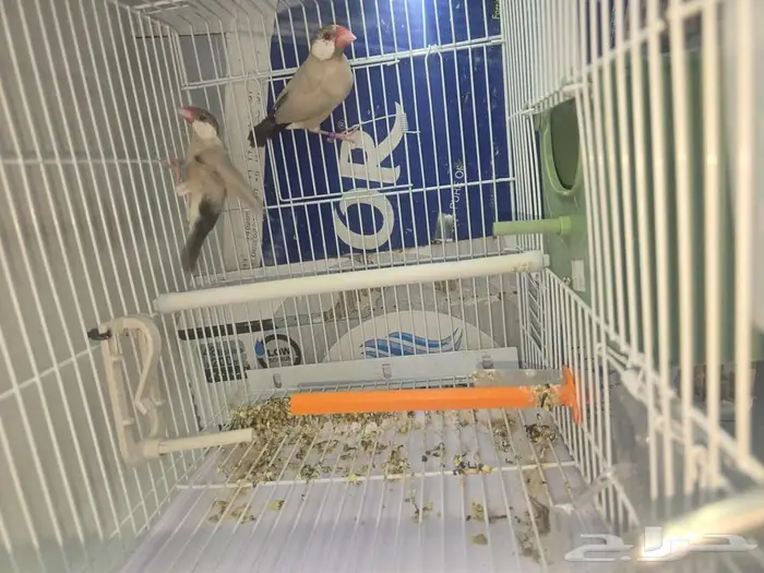 جوز جاوا كريمي وعيون احمر صبغه قويه وحجم جبار 1