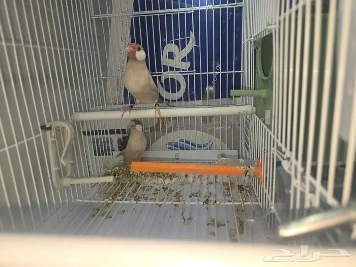 جوز جاوا كريمي وعيون احمر صبغه قويه وحجم جبار 2