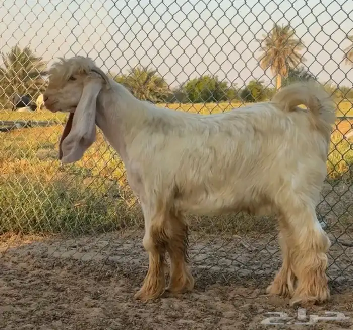 فحل عارضي اصفر 1