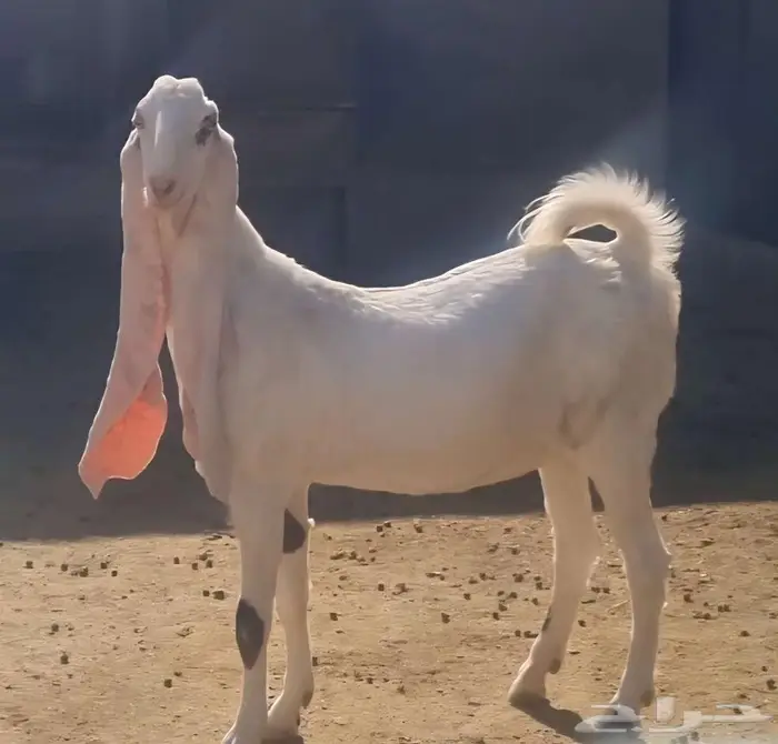 عنز حجازيه(هولنديه)خصم دافع 4