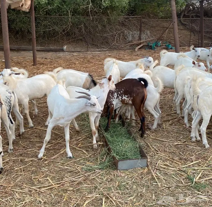 تيوس شحم ولحم 3