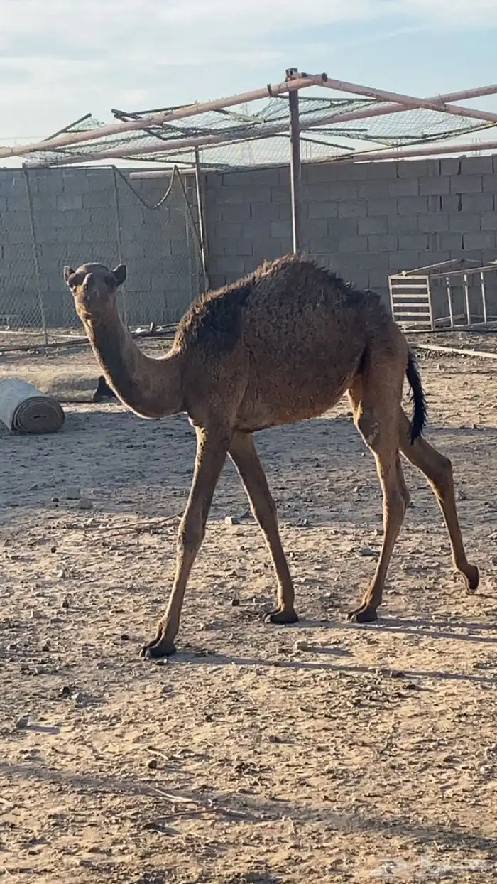 بكرة للبيع عمرها 4 شهور 0