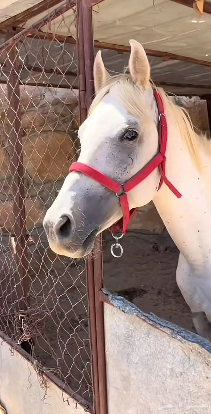 حصان شعبي كفو كفو ويصلح ل المبتدى ومعسوف وكفو . 0