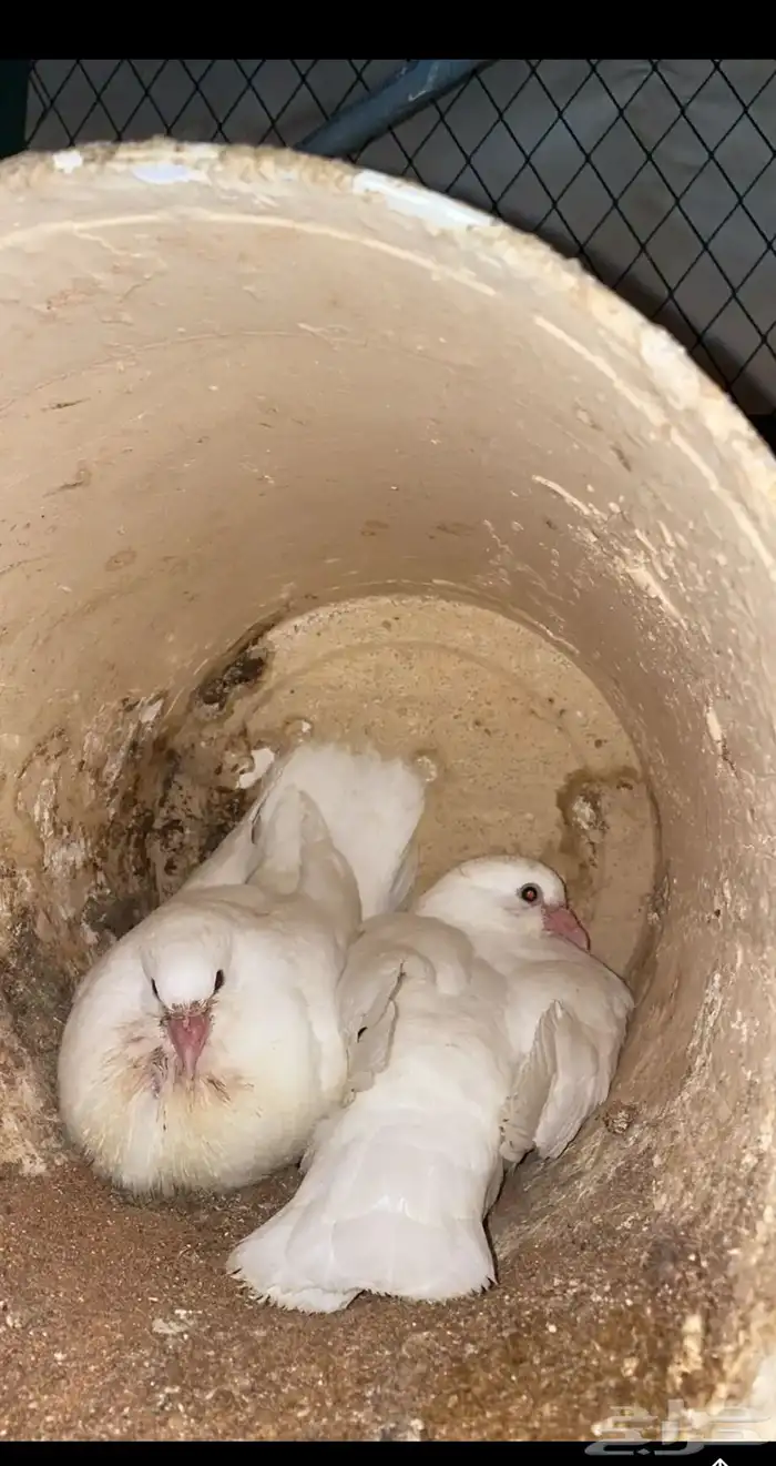 حمام فرنسي 0