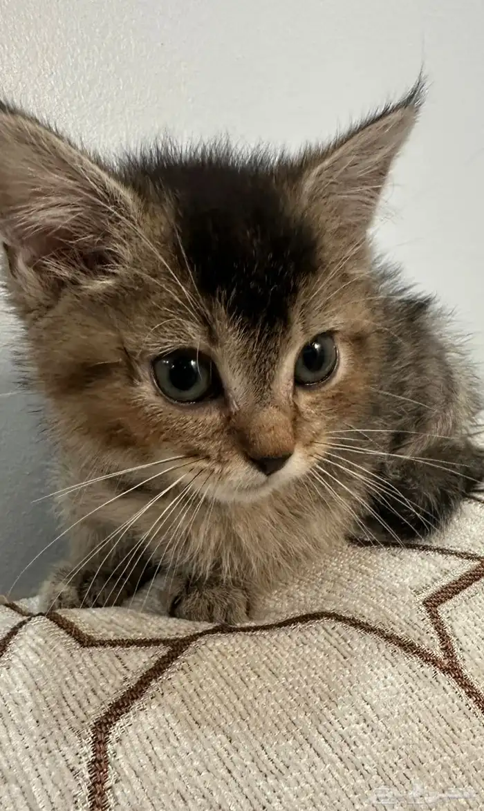 قطط للبيع سكوتش امريكي 2