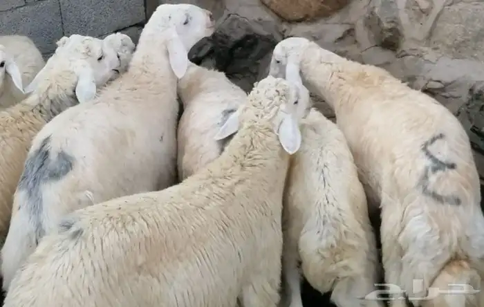 ذبايح طليان ورخال حلال بر ونضيف ويوجد ذبح وتوصيل 0