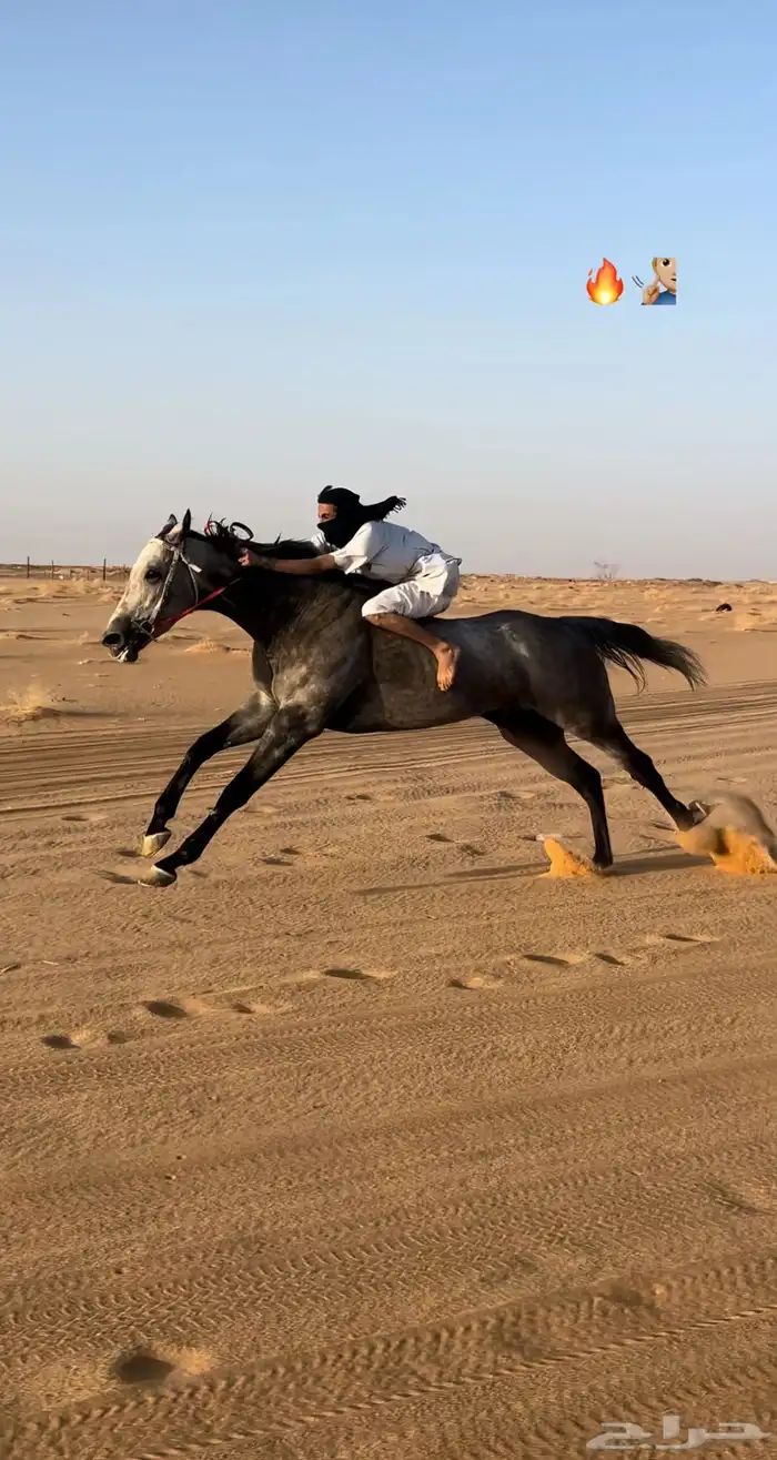 حصان انتاج سبق 0