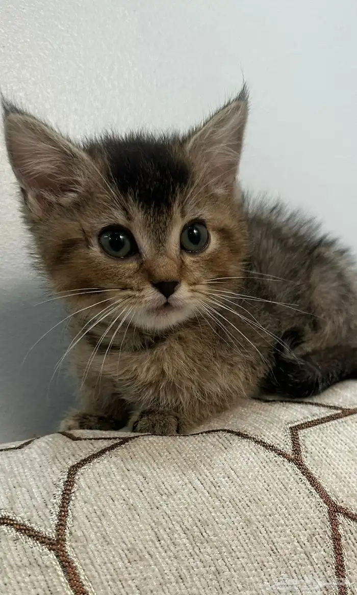 قطط للبيع سكوتش امريكي 0