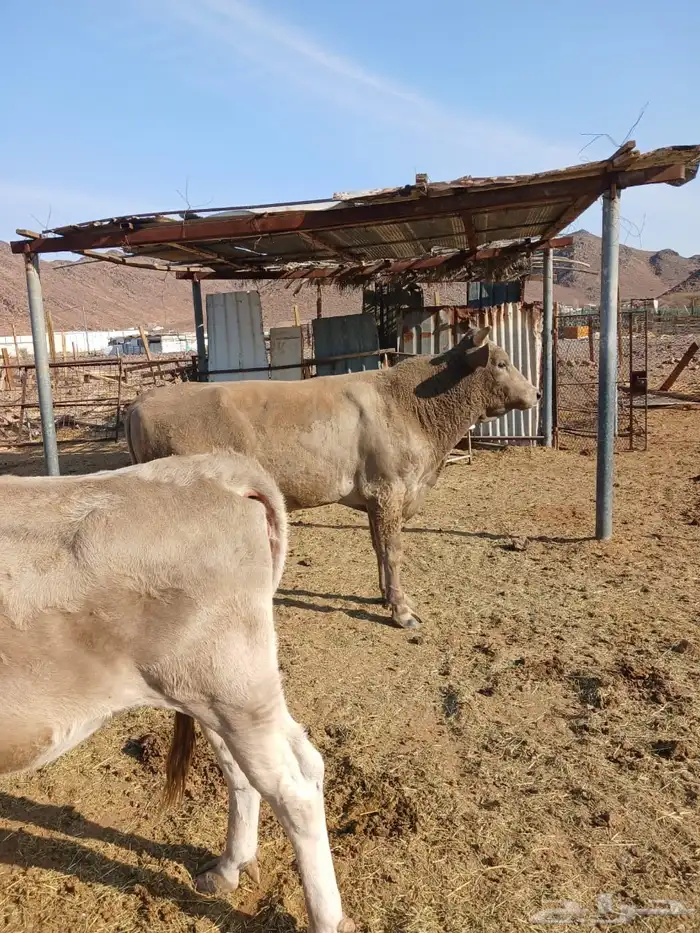 ثور الماني وبقره جرسيه 8