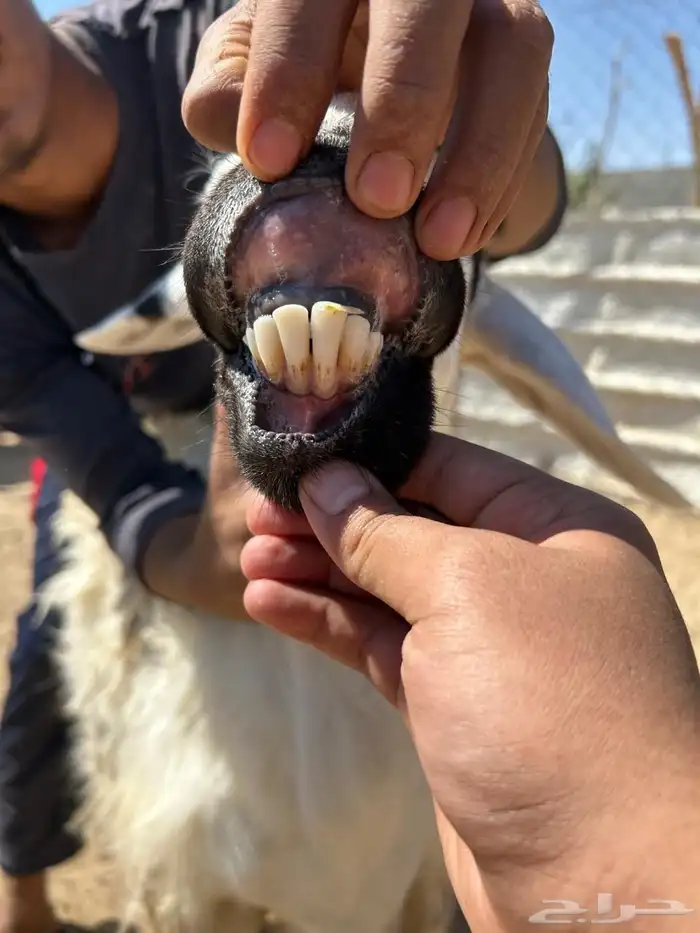 شاه والد شرط 4