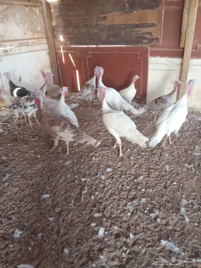 دجاج وديك رومي انتاج وذبح العمر 9شهور و نص صحه ونظافه شرط 0