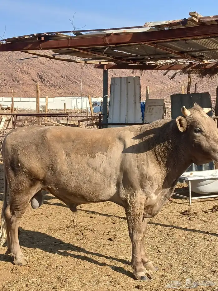 ثور الماني وبقره جرسيه 7