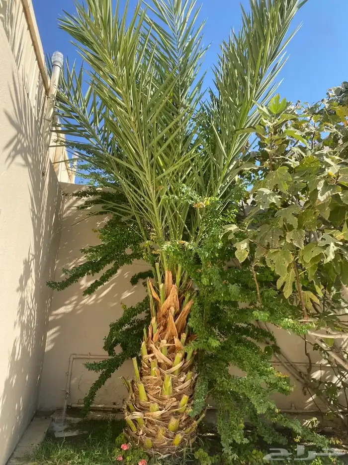 نخلة للبيع على السوم 0