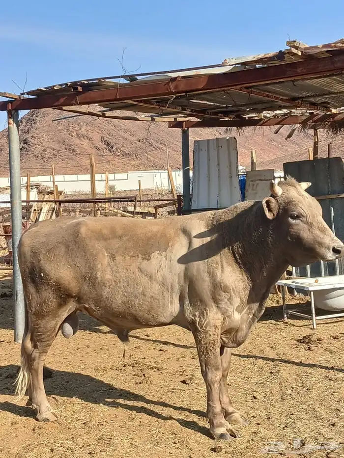 ثور الماني وبقره جرسيه 6