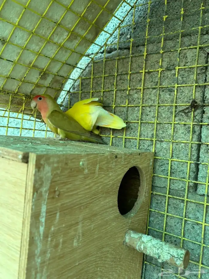 زوج روز تحته انتاجه 3