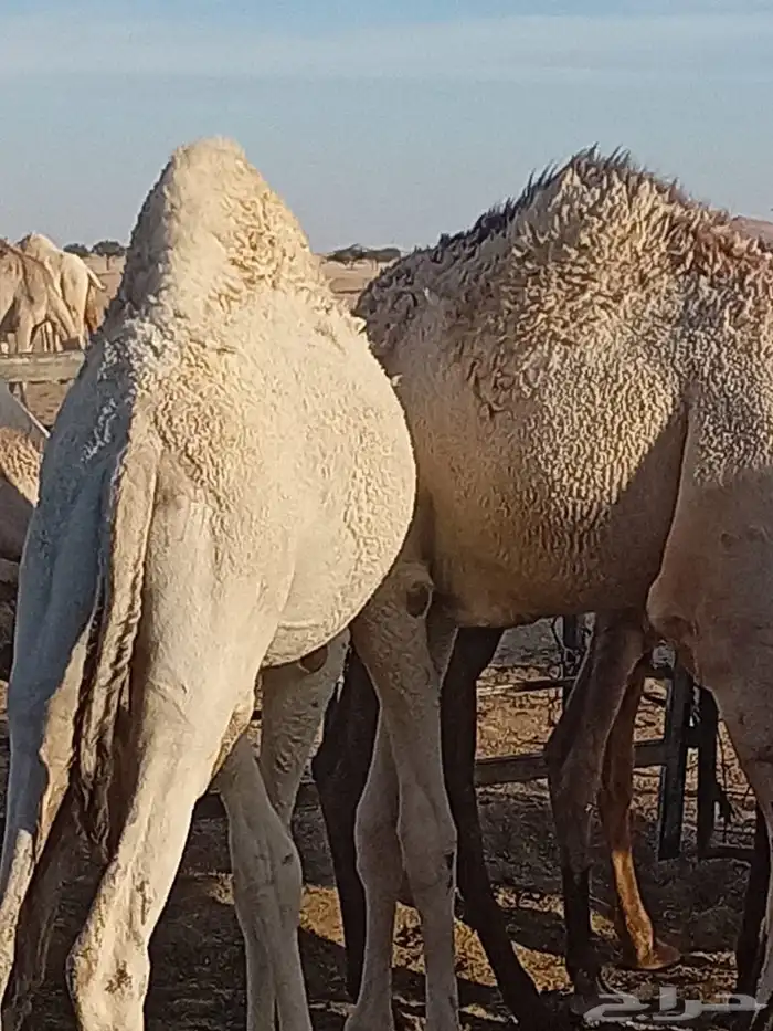 للبيع قعدان حشو طيبه 0