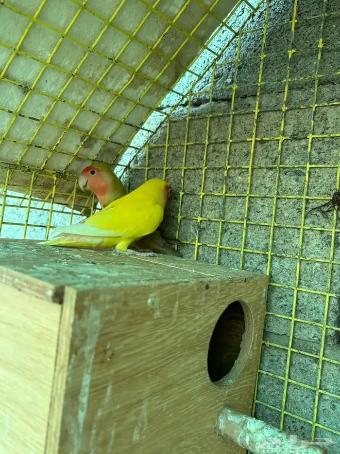 زوج روز تحته انتاجه 1