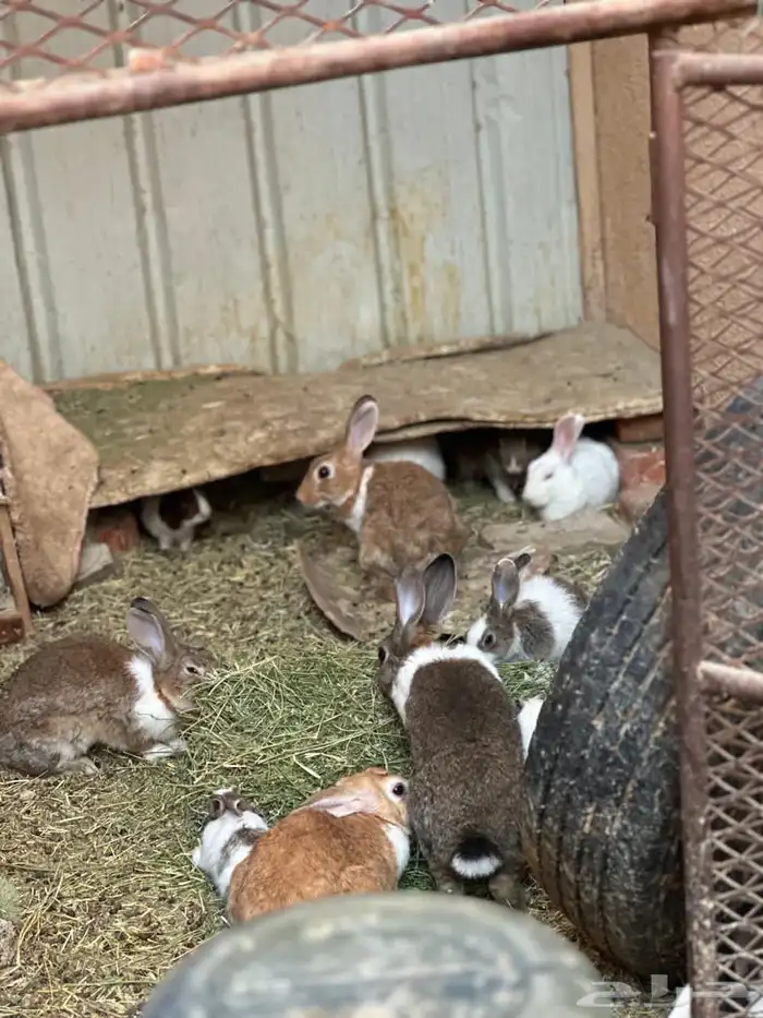 أرانب للبيع 0