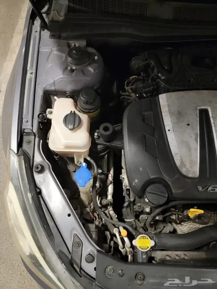 كادينزا 2012 فل الفل 12