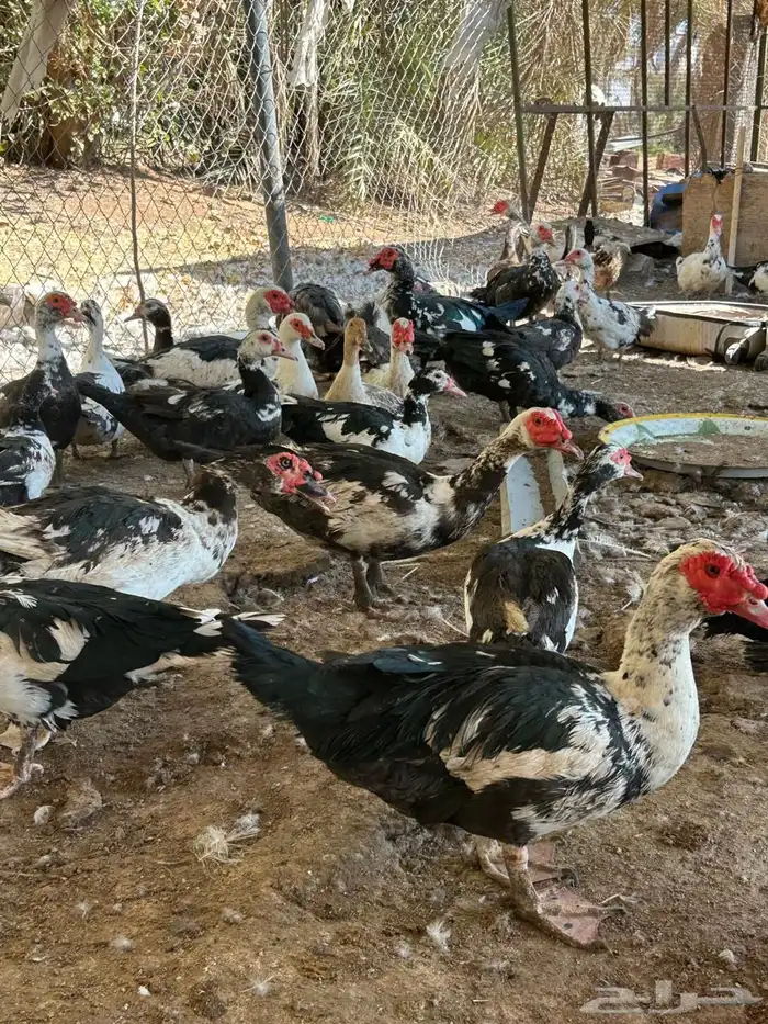 بط بح فاخر 1