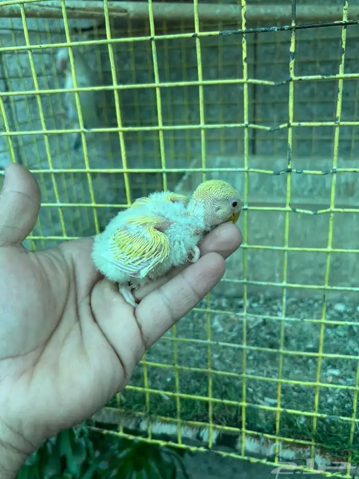 زوج روز تحته انتاجه 4