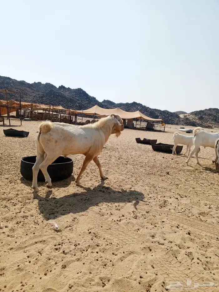 فحل بيشي ابرص 0