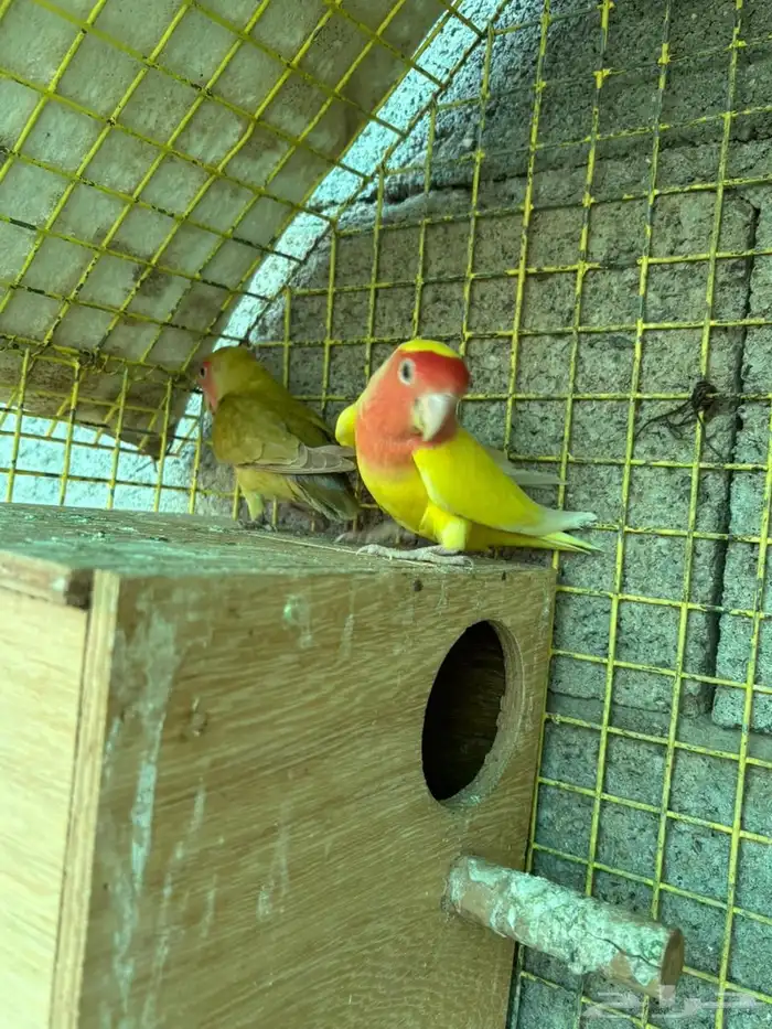 زوج روز تحته انتاجه 2