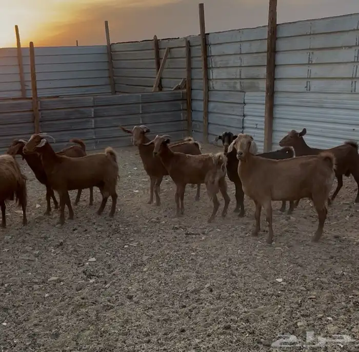 معزا جنوبيه 10 وحده معها تيس والباقي مضاريع و 0