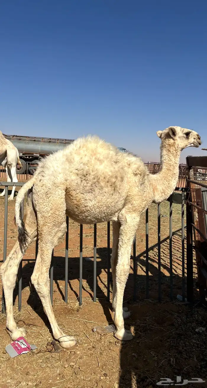 حاشي قصب((تم البيع خارج الموقع)) 2