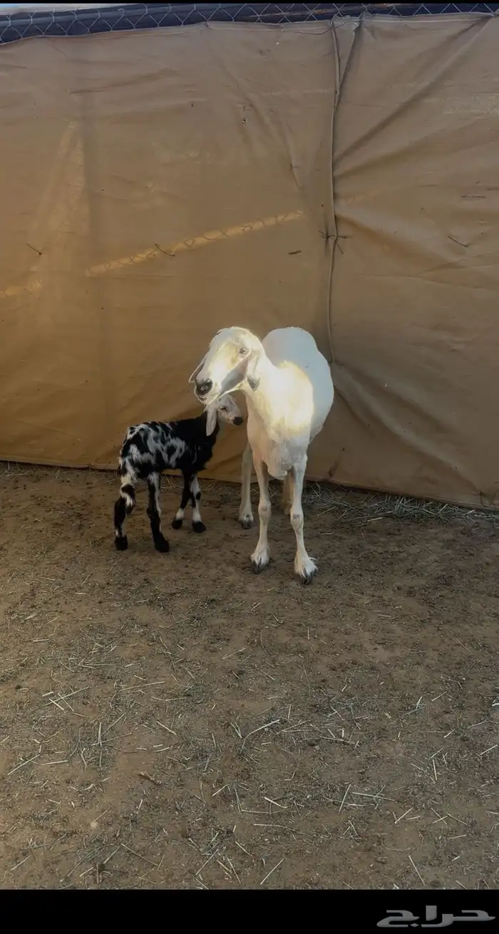 نعجه صفرا والد عليها كبش 0