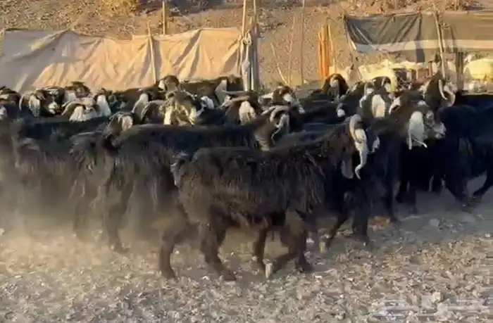 معزاء المراح الواحد واتلاد 0