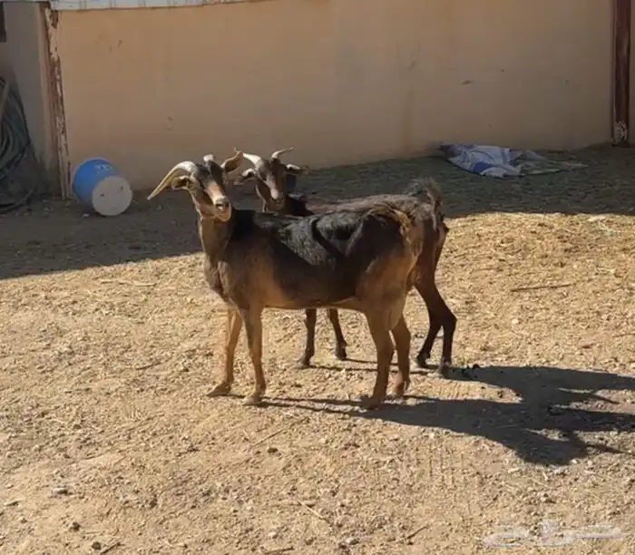 معزا جنوبيات للبيع 1