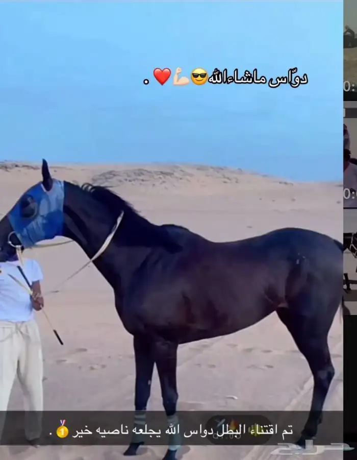 حصان انقليزي بطل 1