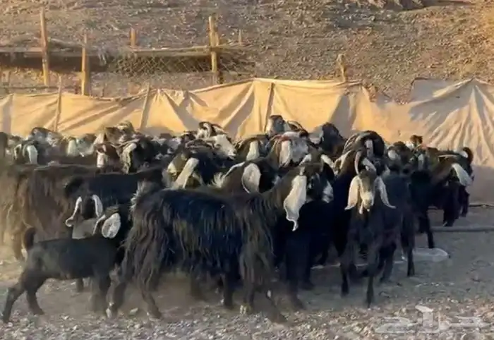 معزاء المراح الواحد واتلاد 2