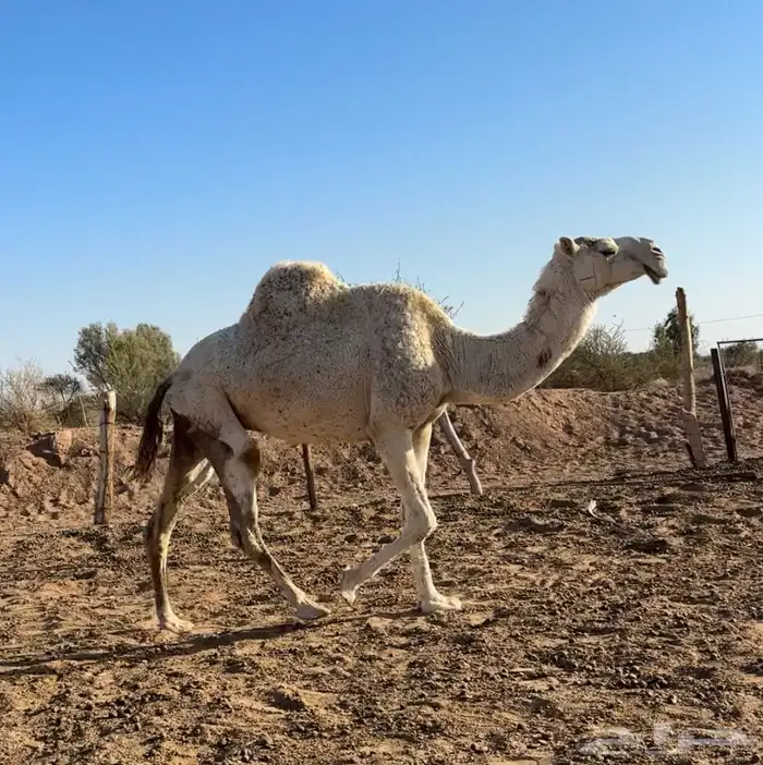 معشر وضروبه 0