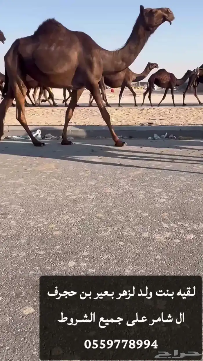 القاح القحه وعشاير ضرايب ضروبه 5