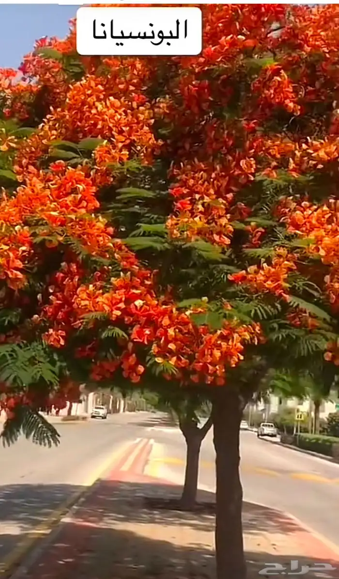 حتاج مزارع محميات ورقيات وفضل مصري صعيد 0